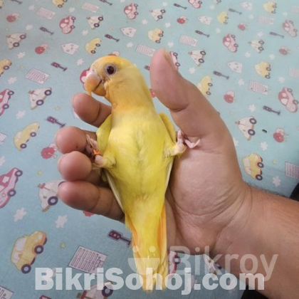 Lovebird tame baby selffeed full ..close ring